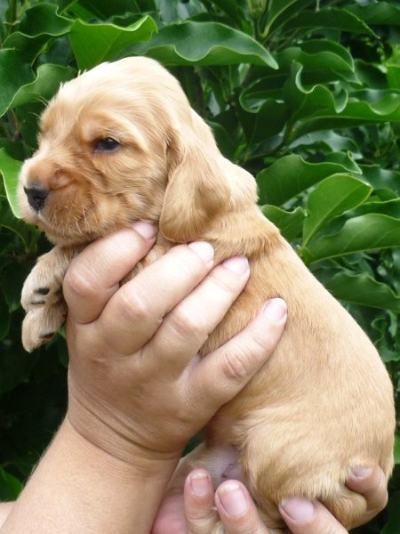 34 - 6.pejsek (sv. zelená).JPG